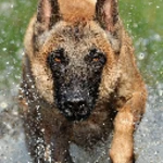 belgian malinois wallpapers android application logo